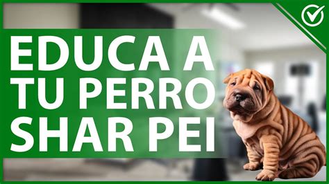 Cómo educar a un cachorro Shar Pei para qué no muerda Blog de ADOPTA