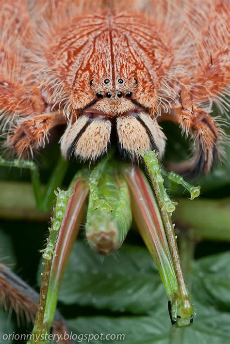 IMG_8906 copy Heteropoda davidbowie | A Heteropoda sp. hunts… | Flickr