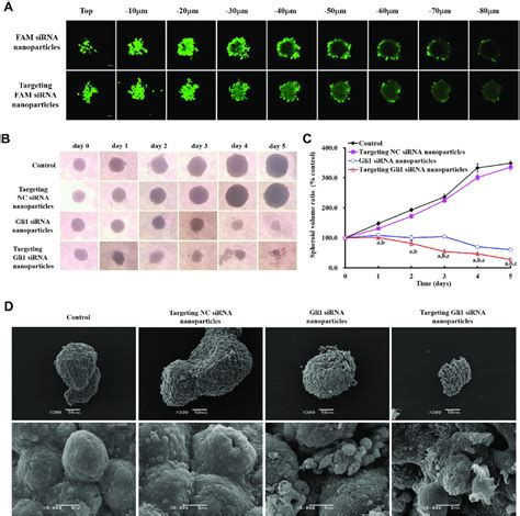 Effect On 3D Tumor Penetration And Growth Of Cancer Stem Cells CSC