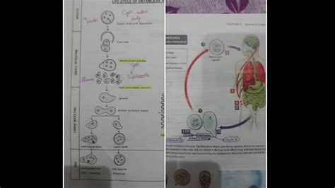 Life Cycle Of Entamoeba Histolytica Youtube