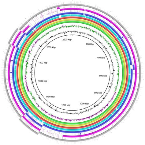 Pathogenic And Genomic Characterization Of Rabbit Sourced Pasteurella Multocida Serogroup F