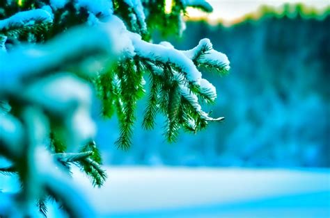 Wallpaper Sunlight Leaves Depth Of Field Nature Snow Winter