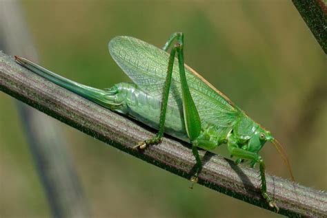 O Que Significa A Visita De Um Gafanhoto Verde