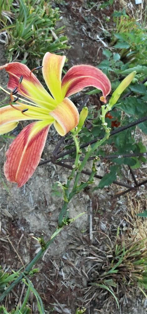 Photo Of The Stem Scape Stalk Or Bark Of Daylily Hemerocallis Toby