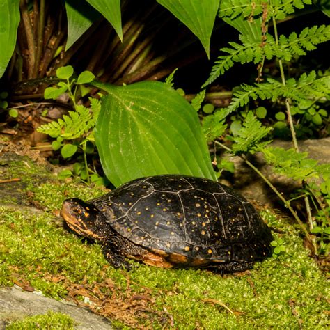 Spotted Turtle Critter Republic Dive Center