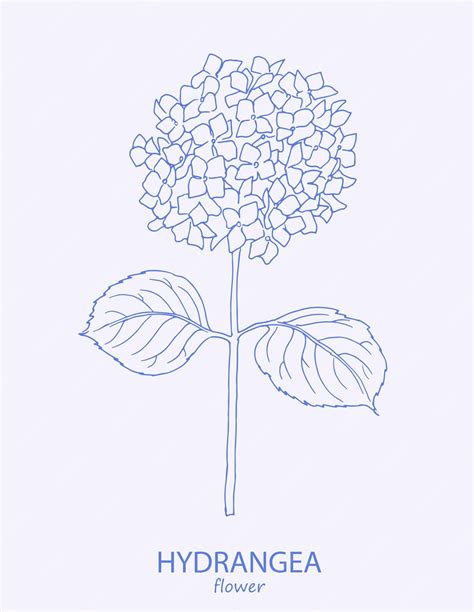 Premium Vector Hydrangea Logo Trendy Botanical Elements Hand Drawn