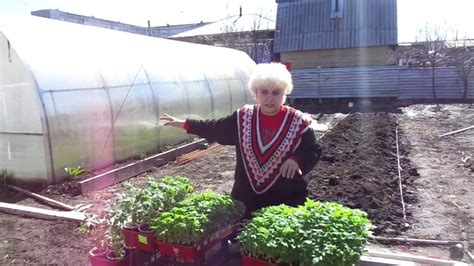 КАК ВЫРАСТИТЬ РАССАДУ НА ПРОДАЖУ? Часть 4 - закаливание. Ольга Чернова ...