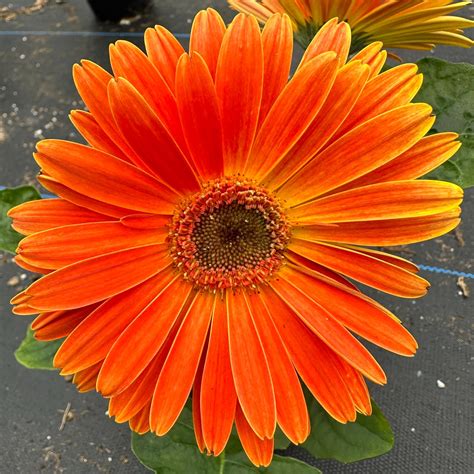 how to pronounce gerbera daisy