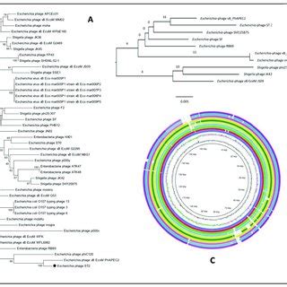 Map Of The Genome Organization Of Escherichia Phage St And St