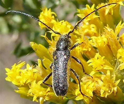 Crossidius Ater Crossidius Pulchellus Bugguidenet