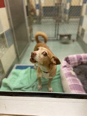 Plano, TX - Chihuahua/Corgi. Meet FRITO a Pet for Adoption - AdoptaPet ...