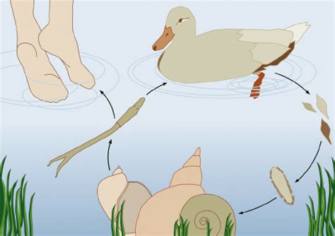 Trichobilharzia spp. life cycle (from Soldánová et al., 2013, with... | Download Scientific Diagram