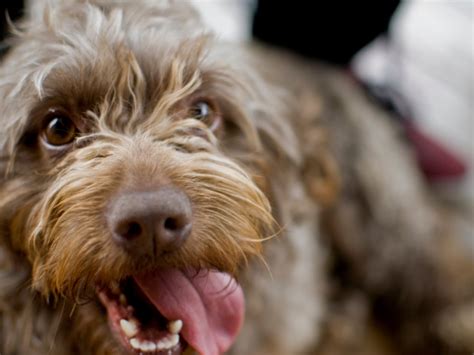 15 façons de savoir si un chien est en bonne santé