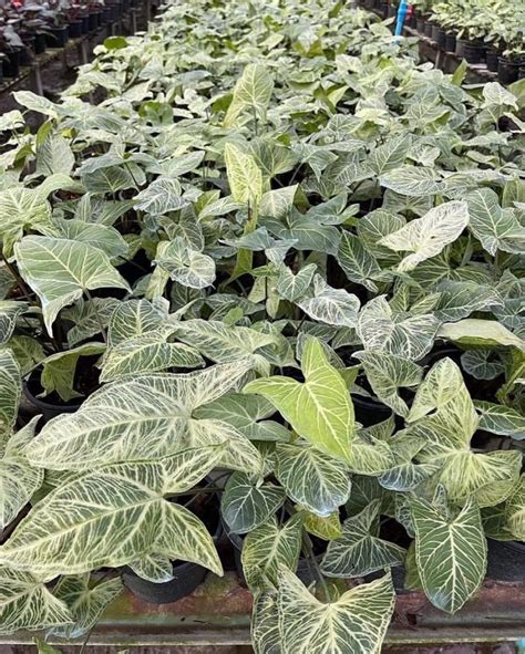 Syngonium Podophyllum Batik For Sale 5 Pot Greenboog