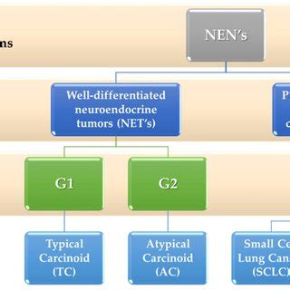 Division of lung neuroendocrine tumors based on [42]. | Download Scientific Diagram