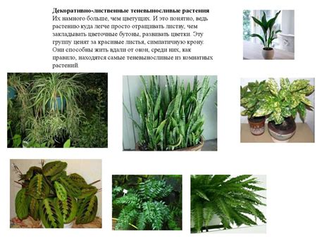 Влаголюбивые и засухоустойчивые комнатные растения - презентация онлайн