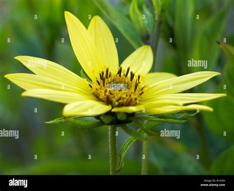 Helianthus Lemon Queen Stock Photo - Alamy