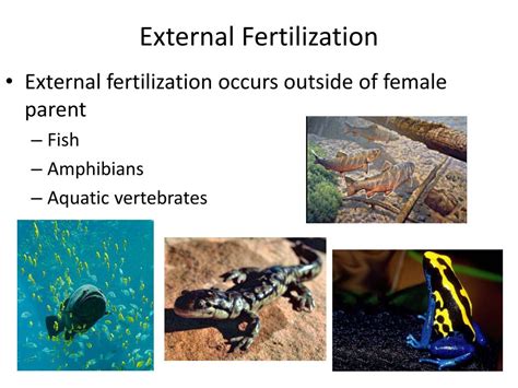 PPT - Internal vs External Fertilization & Development PowerPoint ...