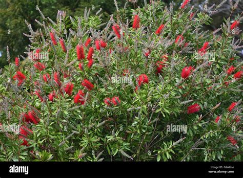 Red Bottlebrush Flowers Stock Photo Alamy