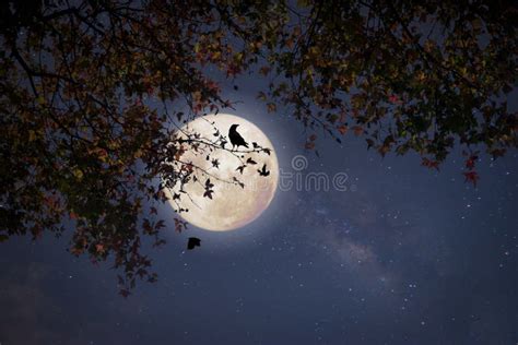 Maple Tree in Fall Season and Full Moon with Star Stock Photo - Image ...