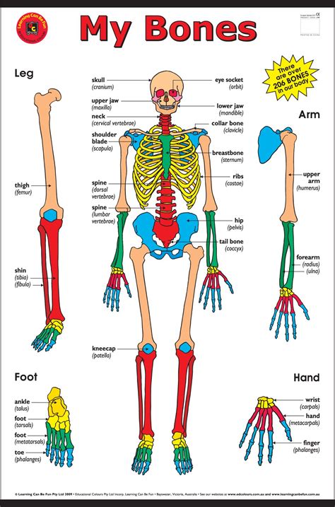 My Bones Cart For 1500 Wall Charts Online Toy Store Human Bones