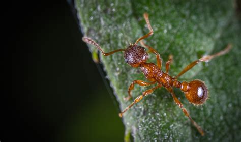 El Papel Ecológico De Las Hormigas De Relevancia Para La Biodiversidad Secretaría De Medio