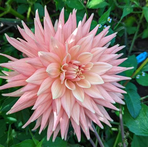 Taking Dahlia Cuttings: Page 13 - Growing Dahlias