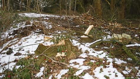 F Llaktion In Achims Stadtwald Schl Gt Weiter Hohe Wellen Nabu Holt