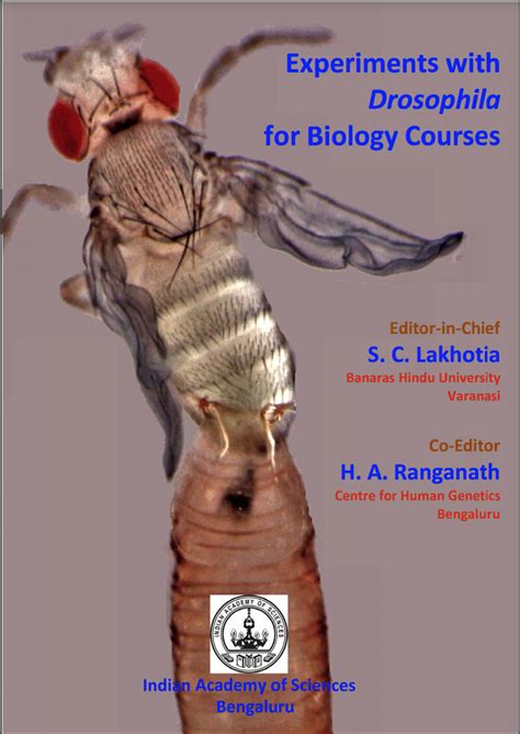 Experiments with Drosophila for Biology Courses - IndiaBioscience