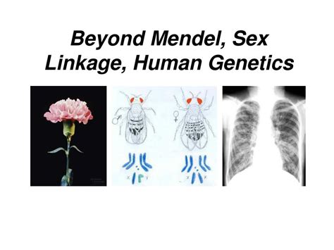 Ppt Beyond Mendel Sex Linkage Human Genetics Powerpoint Presentation Id