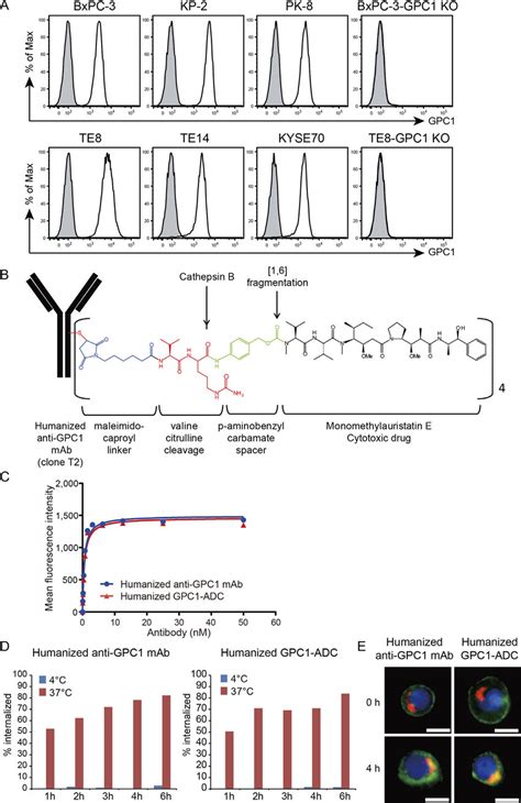 Structure Characterization And Internalization Activity Of The