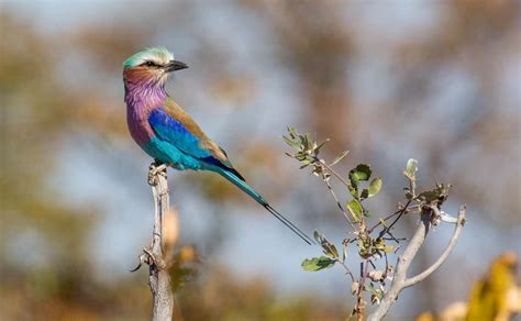 Lilac Brested Roller In Kruger Park Moriti Private Safaris