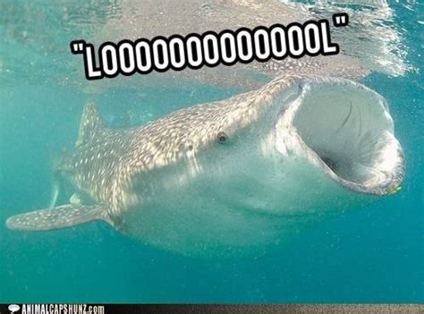 Also funny whale And it's a whale shark | Shark meme, Whale funny, Shark