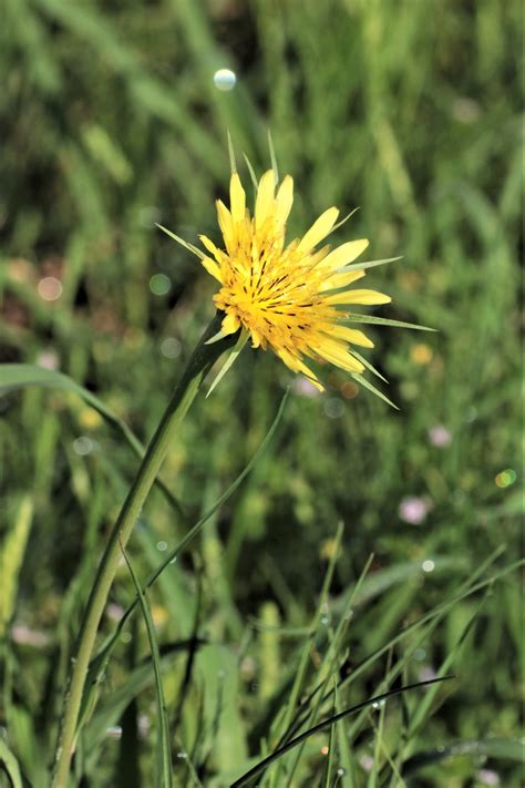 Yellow Salsify And Bokeh Free Stock Photo Public Domain Pictures