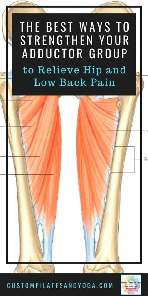 The Best Ways to Strengthen Your Adductor Group to Relieve Hip and Low ...