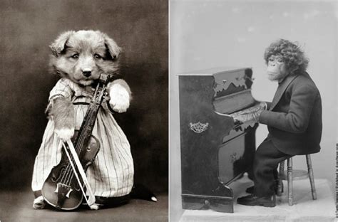 20 шуточных фотографий животных, играющих на музыкальных инструментах