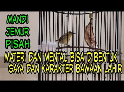 Pancingan Pleci Macet Bunyi Langsung Nyaut Dalam Hitungan Detik Youtube