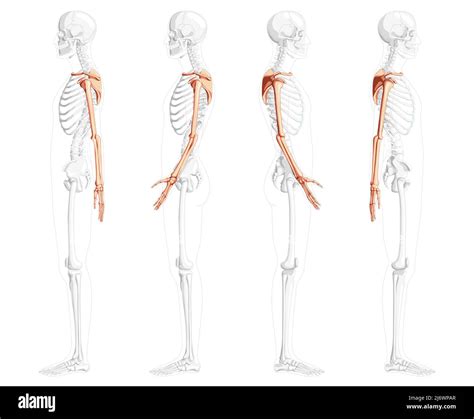 Skeleton Upper Limb Arms With Shoulder Girdle Human Side View With