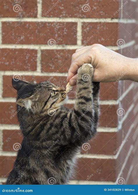 Gatinho fome imagem de stock Imagem de doméstico 34102829