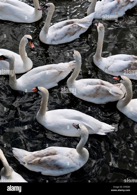 Aerial View Of Swans On The River Avon Warwickshire England UK Stock