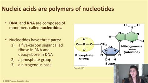 Nucleic Acids Youtube