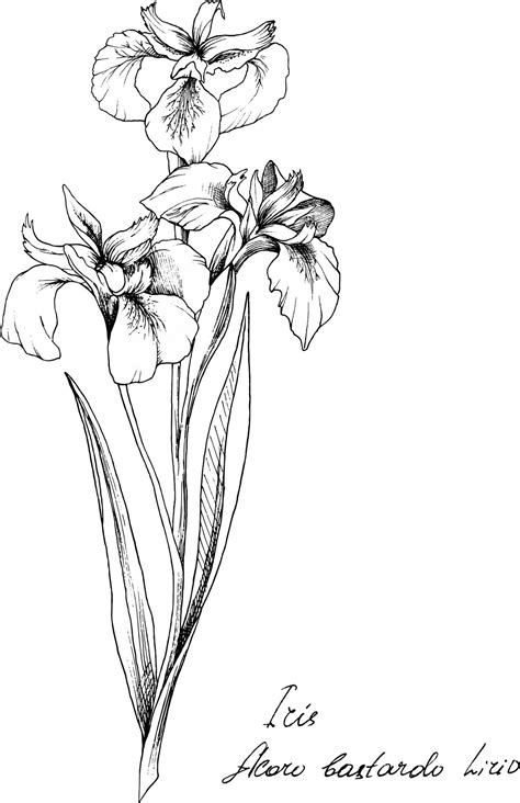 Hand Drawn Botanical Illustration Of Iris Flower Each Element Is