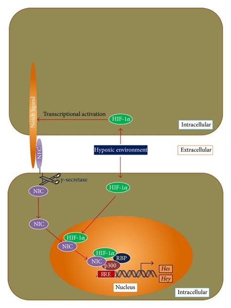 Crosstalk Between Hypoxia And Notch Signaling And Regulation Of Stem