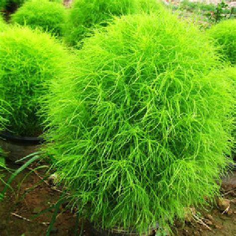 100 Kochia Scoparia Grass Plants Seeds - US$2.39