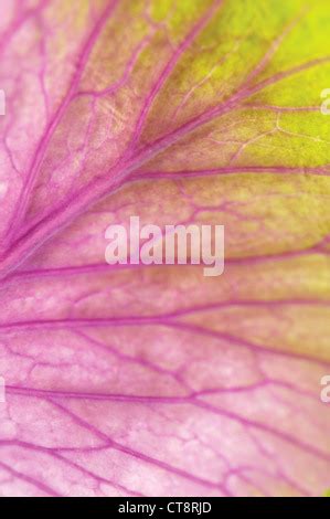 Brassica Oleracea Ornamental Cabbage Stock Photo Alamy