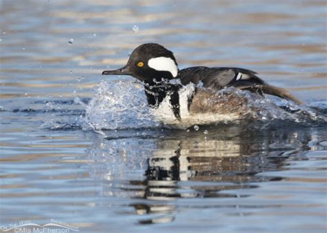 Drake Hooded Merganser Photos Mia Mcpherson S On The Wing Photography