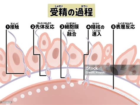 Vetores De Processo De Fertilização No Corpo Humano Língua Japonesa E