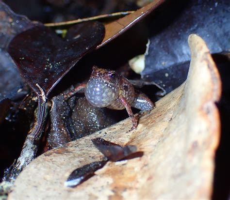 Species New To Science Herpetology Describing The Smaller