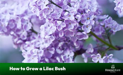 How To Grow A Lilac Bush