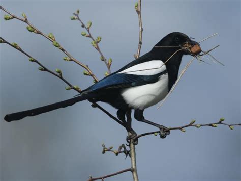 Crows and magpies are getting revenge on humans by using anti-bird ...